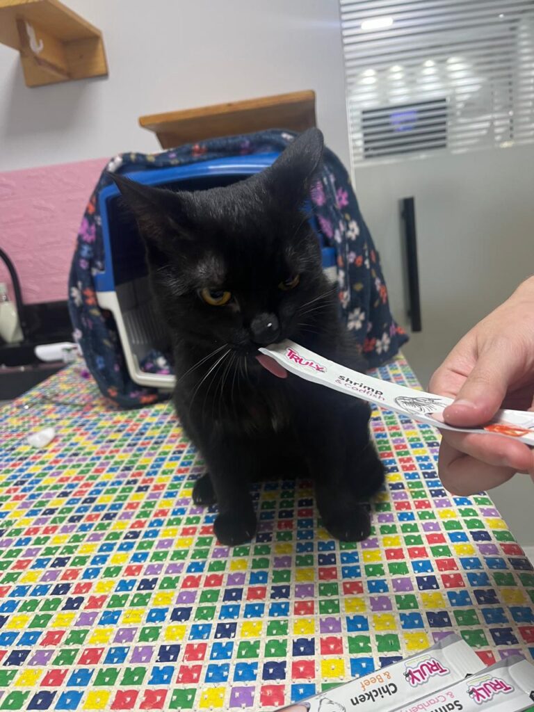 nery e buosi cuidando de gato com amor Nery e Buosi cuidado de gatos com amor em Campinas