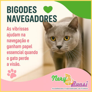 nery e buosi vibricias