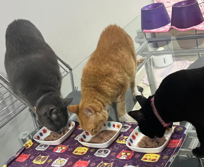 nery e buosi gatos comendo