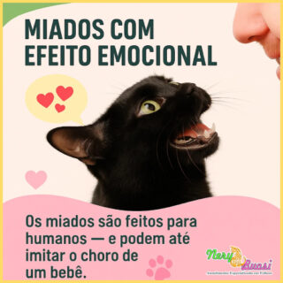 nery e buosi porque o gato mia