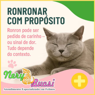 nery e buosi dicas especias sobre gatos