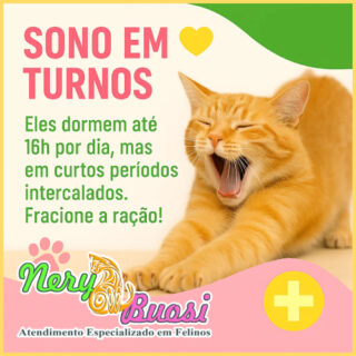 nery e buosi gatos dormem