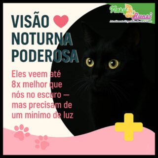 nery e buosi gatos enxergam no escuro